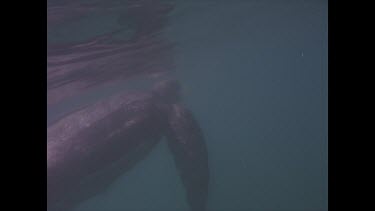 Leatherback turtle eats jellyfish. Valerie brings jellyfish.