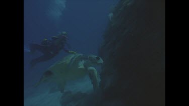 green turtle swimming with Valerie