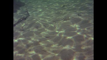 Shovel nose ray day. Small. With remora Heron Island.