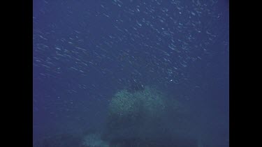 Black ray on coral swims off