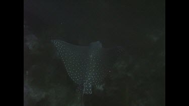 spotted ray on coral swims off