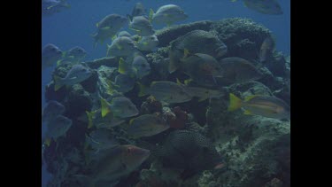 Various fish at bommie. Hussars.