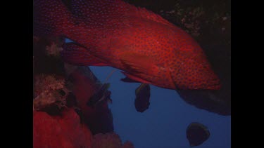 Long fin Banner fish floating around rocks