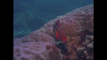 Harlequin tusk fish swimming past coral