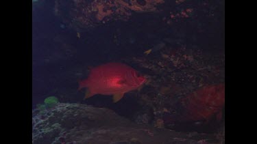 Red soldier fish.