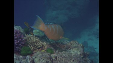 Parrot fish swims around coral