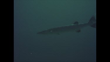 Single Barracuda swims through frame