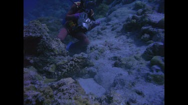 Diver and baby Potato codfish Coral sea.