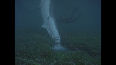camera slides up body of dead shark
