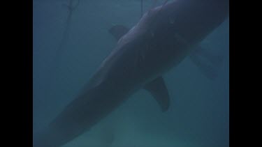 Dead White shark W. Australia ORCA shoot and Valerie.