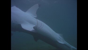 Dead White shark W. Australia ORCA shoot and Valerie.