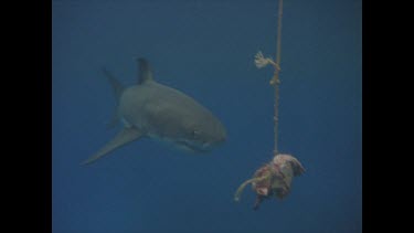 Great White shark takes bait. Good shot.