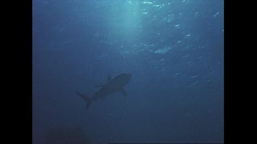 Grey reef shark swims through frame