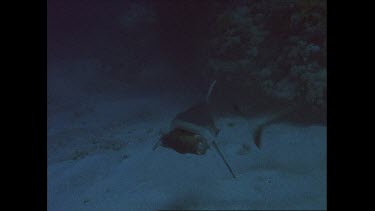 White tip reef shark eats prey viciously and swims in fast circles