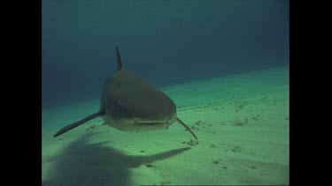 White tip reef sharks swim on ocean floor
