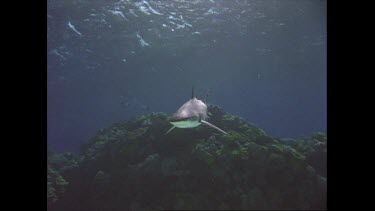 Shark swims fast toward camera
