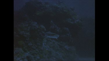 Grey reef shark swims at ocean floor