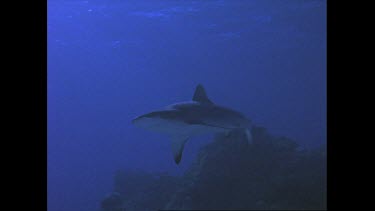 white tip reef shark swims