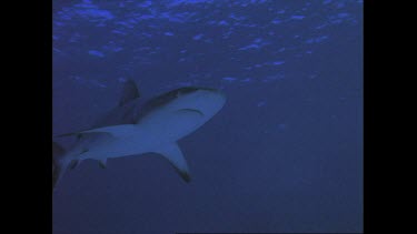 white tip reef shark swims near surface