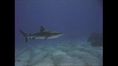 White tip reef shark swims on ocean floor