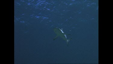 Grey reefer swims, view of underside