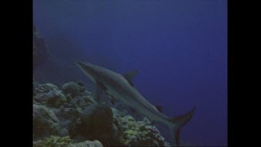 Grey reef shark swims near rocks, turns sharply