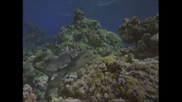 grey reef sharks swimming near the surface