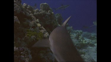 white tips chase meat, close up of White tip shark eating a dead fish