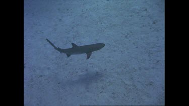 White tip reef shark swims on ocean floor