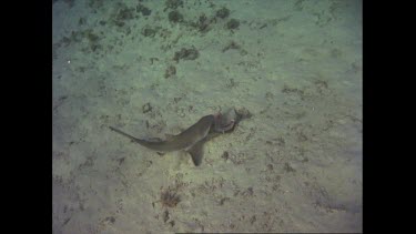 shark following a small fish