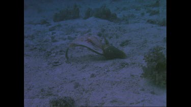 close up until dark of dead fish on ocean floor