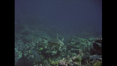 White tip swims past rocks and starts feeding