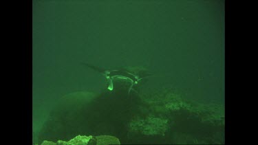 manta ray slowly glides through the ocean