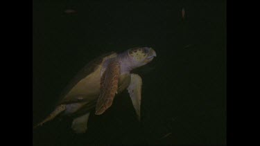 Loggerhead turtle swimming, clear shot, Valerie behind