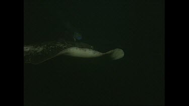 Black ray swimming, see whit underside