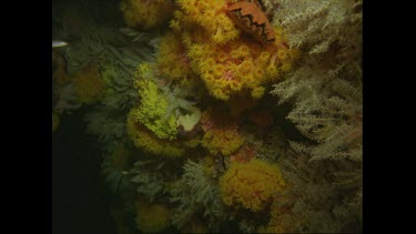 Valerie swimming through sea plants