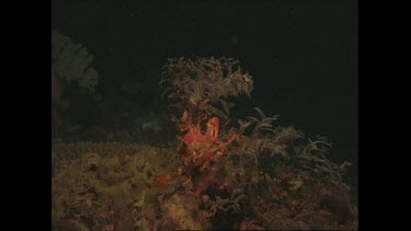 Crab puts stinging hydroid on its shell at night.