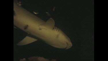 white tip reef shark swimming at night