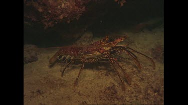 crayfish crawls under rock
