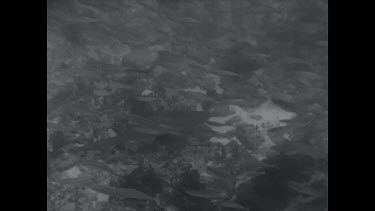black and white, Grey nurse shark hit through head with killer spear