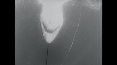 black and white, Grey nurse shark with spear in head thrashing around