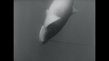 black and white, Grey nurse shark with spear in head thrashing around