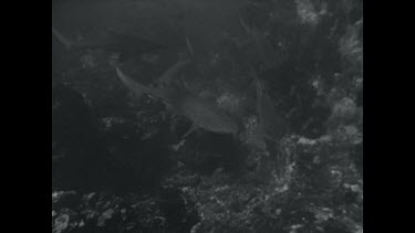 black and white, Grey nurse sharks swimming over rocks