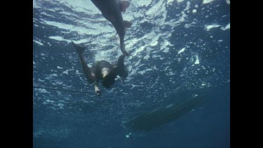 diver dragging dead shark to boat