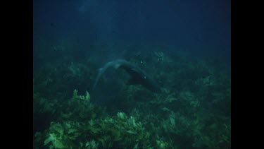dead Grey nurse shark floats to surface of clear blue water