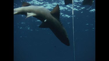 dead Grey nurse shark floats to surface of clear blue water