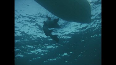 dead shark drifts down underwater