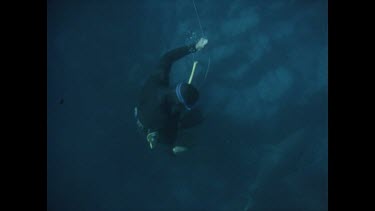 diver dragging dead shark