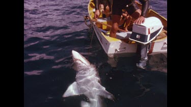 diver pulling shark onto boat