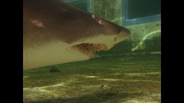 shark swimming slowly in pool